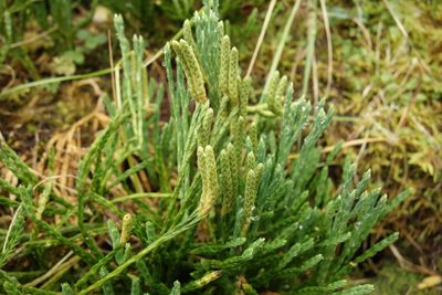 Diphasiastrum alpinum, photographed by Aleksei Baushev