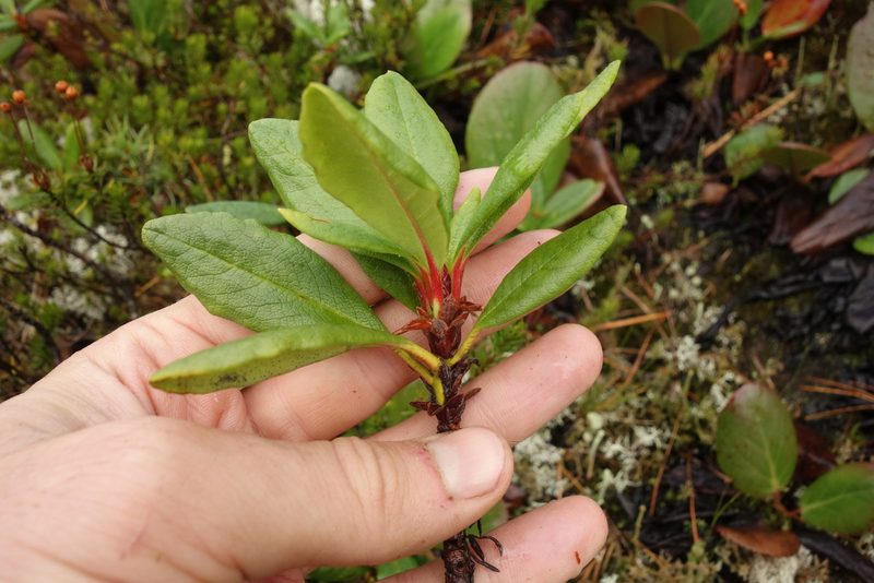 Rhododendron aureum, photographed by Aleksei Baushev