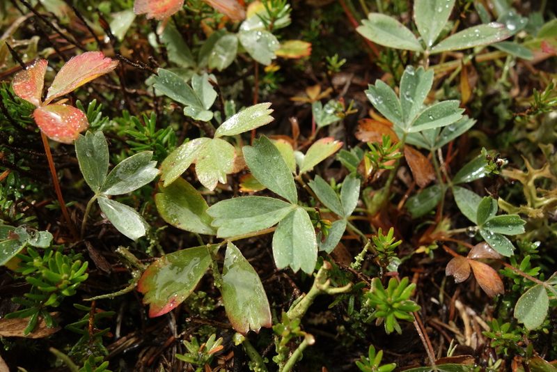 Sibbaldia procumbens, photographed by Aleksei Baushev