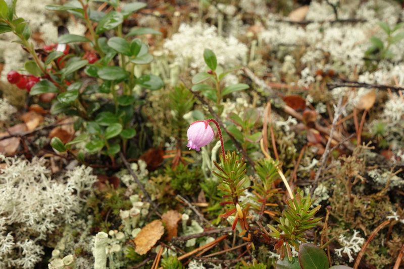 Phyllodoce caerulea, photographed by Aleksei Baushev