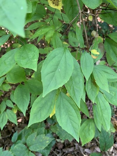 Philadelphus inodorus, photographed by Ashwin Srinivasan