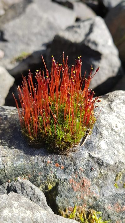 Tetraplodon mnioides, photographed by Neil Clark