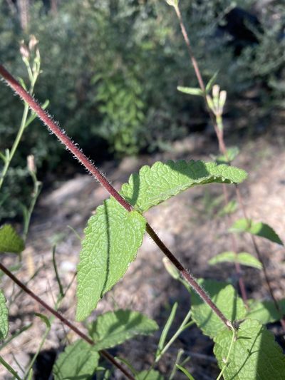 Brickellia betonicifolia, photographed by Cecelia Alexander