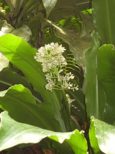 Palisota pedicellata, photographed by Ricardo Lima