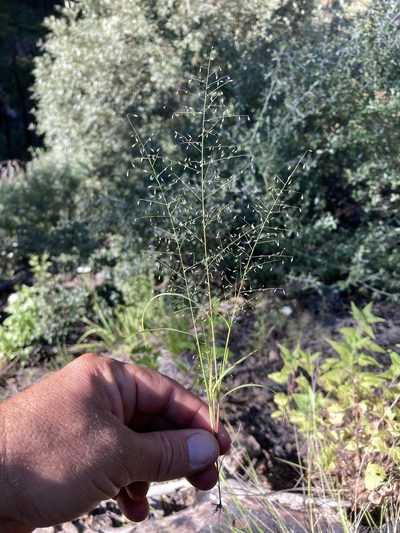 Muhlenbergia sinuosa, photographed by Cecelia Alexander