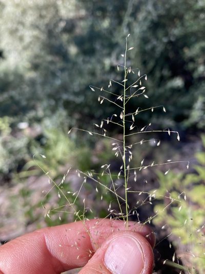 Muhlenbergia sinuosa, photographed by Cecelia Alexander