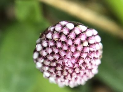Spilanthes leiocarpa, photographed by Antonio W. Salas