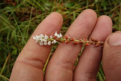 Persicaria vivipara, photographed by Aleksei Baushev