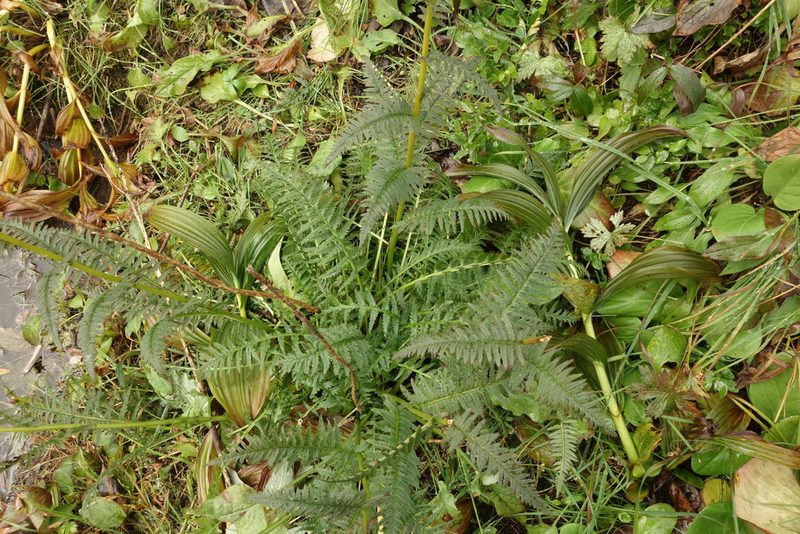 Pedicularis incarnata, photographed by Aleksei Baushev