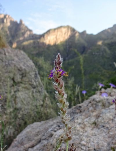 Dalea pringlei, photographed by Andrew Tree