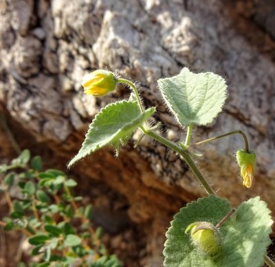 Herissantia crispa, photographed by Andrew Tree