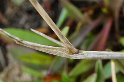 Puccinellia intermedia, photographed by Patrick Hacker