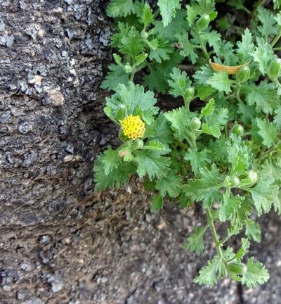 Perityle lemmonii, photographed by Andrew Tree