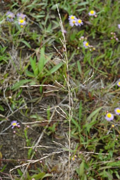 Puccinellia intermedia, photographed by Patrick Hacker