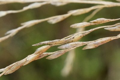 Puccinellia intermedia, photographed by Patrick Hacker