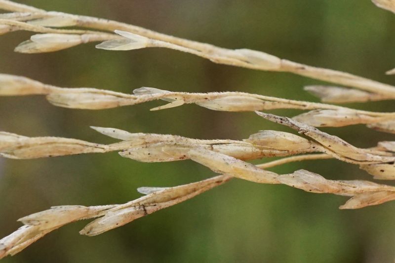 Puccinellia intermedia, photographed by Patrick Hacker