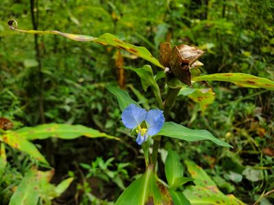 Commelina virginica, photographed by Will Kuhn