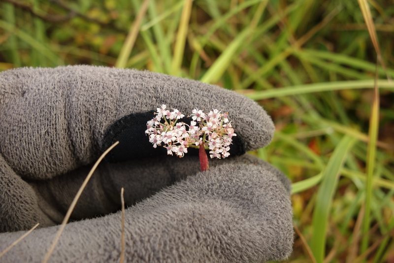 Ostericum tenuifolium, photographed by Aleksei Baushev