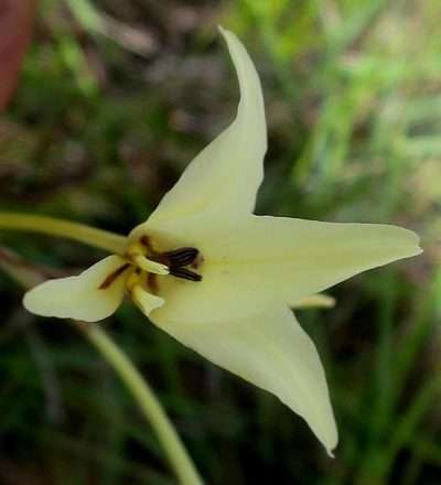 Gladiolus leptosiphon, photographed by Di Turner