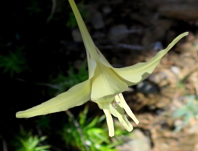 Gladiolus leptosiphon, photographed by Di Turner