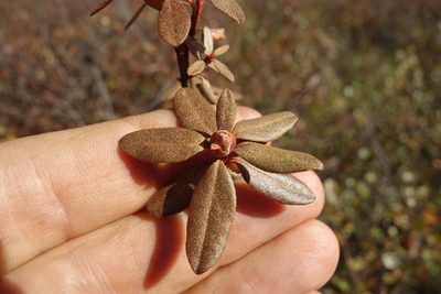 Rhododendron dauricum, photographed by Aleksei Baushev