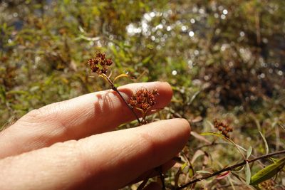 Spiraea alpina, photographed by Aleksei Baushev