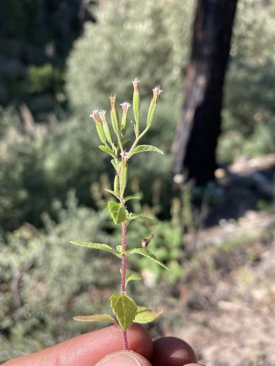 Stevia micrantha, photographed by Cecelia Alexander