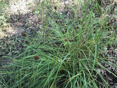 Carex squarrosa, photographed by Mike B