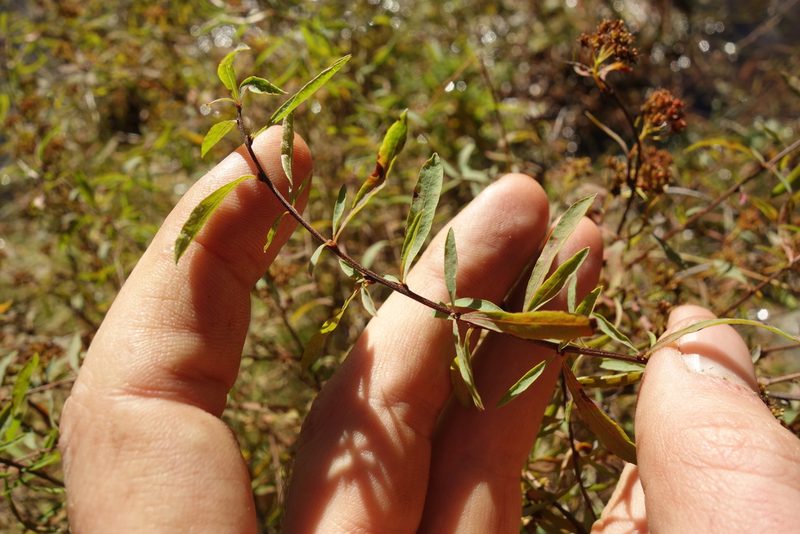 Spiraea alpina, photographed by Aleksei Baushev