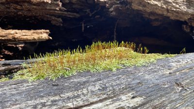 Platygyrium repens, photographed by Bob Virag