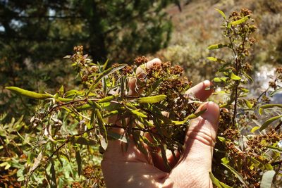 Spiraea alpina, photographed by Aleksei Baushev