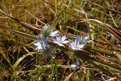 Lomatogonium rotatum, photographed by Aleksei Baushev