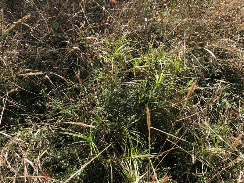 Carex muskingumensis, photographed by Mike B