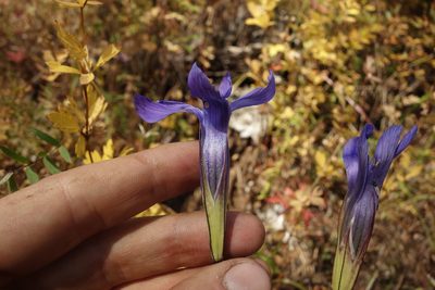 Gentianopsis barbata, photographed by Aleksei Baushev