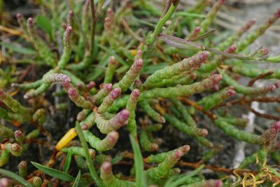 Salicornia perennans, photographed by Patrick Hacker