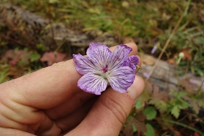 Geranium wlassovianum, photographed by Aleksei Baushev