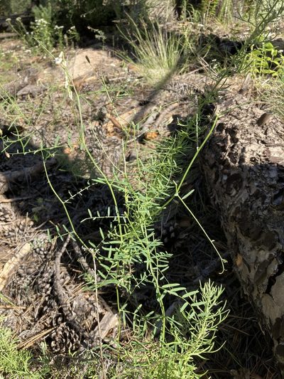 Vicia pulchella, photographed by Cecelia Alexander