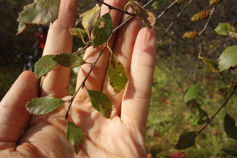 Betula fruticosa, photographed by Aleksei Baushev