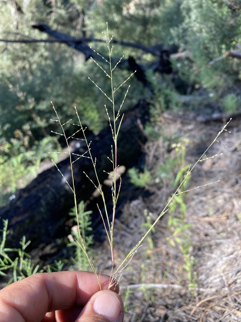 Muhlenbergia ramulosa, photographed by Cecelia Alexander
