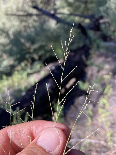 Muhlenbergia ramulosa, photographed by Cecelia Alexander