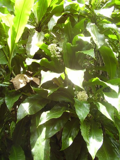 Palisota pedicellata, photographed by Ricardo Lima