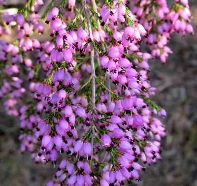 Erica nutans, photographed by Di Turner