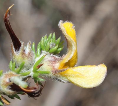 Aspalathus chortophila, photographed by Brian du Preez