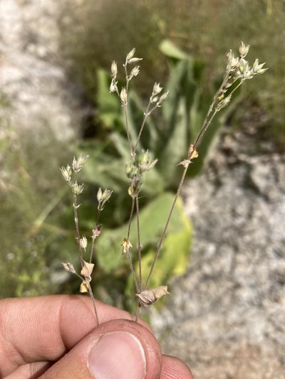 Drymaria glandulosa, photographed by Cecelia Alexander