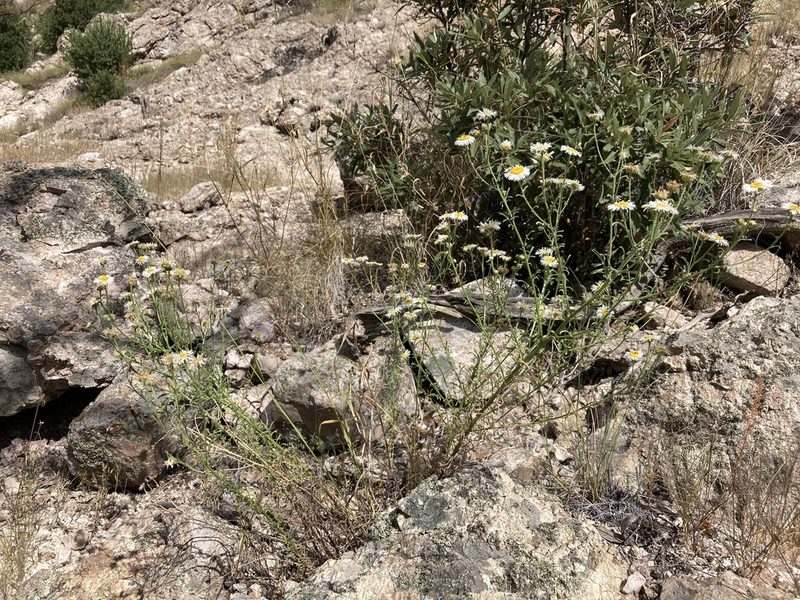 Erigeron neomexicanus, photographed by Cecelia Alexander