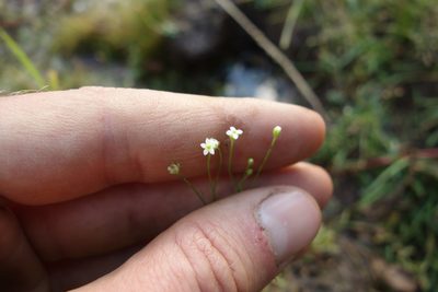 Androsace filiformis, photographed by Aleksei Baushev