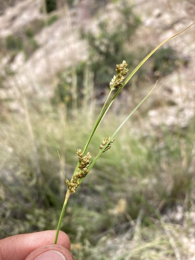 Cyperus sphaerolepis, photographed by Cecelia Alexander