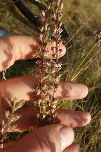Veronica linariifolia, photographed by Aleksei Baushev