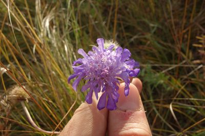 Scabiosa comosa, photographed by Aleksei Baushev