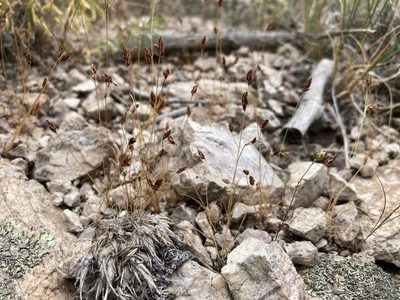 Bulbostylis capillaris